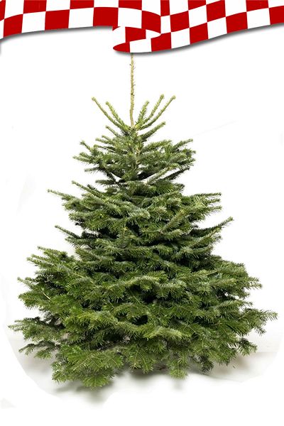 Kerstboom-Nordmann-1637077989.jpg