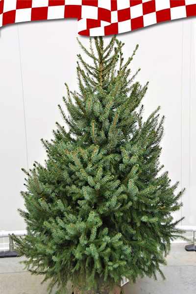 Kerstboom-Omorika-1604397487.jpg